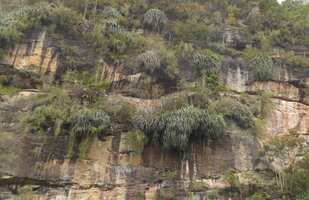 Pandanus sp. and Baeckea frutescens as weeping shrub on seeping rock, Harau valley, West Sumatra