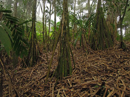Pandanus sp., stilt roots and dead leaves covering the forest floor, Mahawu forest, North Sulawesi