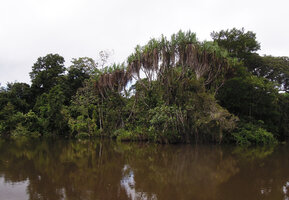Pandanus sp. along the Karawari river, Sepik, Papua New Guinea