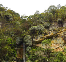 Pandanus sp. clumps edging a waterfall emerging from a sandstone cliff, Harau valley, West Sumatra