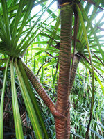 Pandanus tectorius, adult individual with secondarily enlarged embracing bases of lateral branches, Kauai&#039;i, Hawai&#039;i.