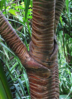 Pandanus tectorius, secondarily enlarged embracing bases of lateral branches, Kauai&#039;i, Hawai&#039;i