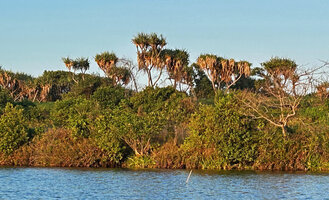 Pandanus utilis on a white sand hill, Manambato, Canal des Pangalanes, Madagascar