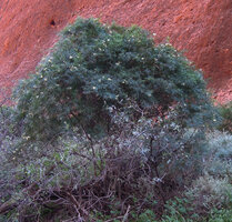 Pandorea doratoxylon, erect basal sprouting and apical twining parts of the stems, Olgas, NT, Australia