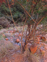 Pandorea doratoxylon, erect basal sprouting stems, Olgas, NT, Australia