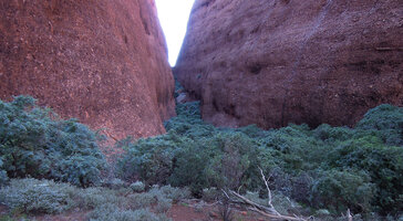 Pandorea doratoxylon, forest in gully, Olgas, NT, Australia