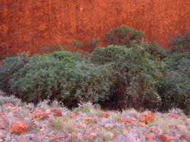 Pandorea doratoxylon, self supporting population, Olgas, NT, Australia