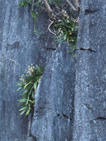 Paphiopedilum philippinense flowering on sea exposed karst, EL Nido, Palawan, Philippines