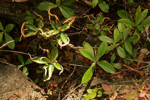 Paraboea acutifolia population with partly dehydrated leaves in full sun, Langkawi, Malaysia