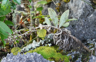 Paraboea cf. mataensis, monocarpic individual with dry dead leaves and terminal infructescence of spirally twisted capsules, Buntu Burake, 1050 m asl, Makale, South Sulawesi