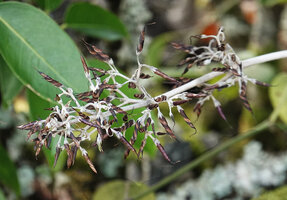 Paraboea cf. mataensis, paniculate infructescence with twisted mature open capsules, Buntu Burake, 1050 m asl, Makale, South Sulawesi