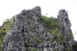 Paraboea cf. mataensis, population of silver tomentose rosettes of leaves covering the fully exposed vertical cliff of a karst tower, Buntu Burake, 1050 m asl, Makale, South Sulawesi