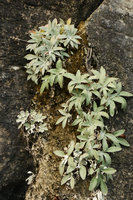 Paraboea lanata population on sea exposed limestone cliff, Langkawi, Malaysia