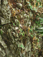 Paraboea rufescens on its vertical limestone rock habitat, leaves partly recurved during a dry spell, Xishuangbanna, China