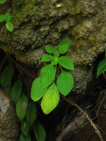 Paraboea sp. exhibiting shade avoidance due to everlasting  petiole elongation till leaf ageing and death, Krabi, Thailand