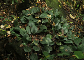 Paracostus englerianus, a vegetatively expanded clump in its forest understory habitat, Campo, Cameroun