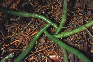Paracostus englerianus, sympodial global spiral arrangement of the prostrate stem, each axis producing some cataphylls and a single foliage leaf, each new shoot arising on left side seen from above, Campo, Cameroun