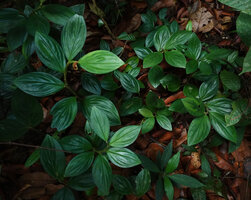 Paracostus paradoxus on forest floor, Sepilok FR, Sabah, Borneo