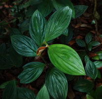 Paracostus paradoxus, young light brown emerging leaf, Sepilok FR, Sabah, Borneo