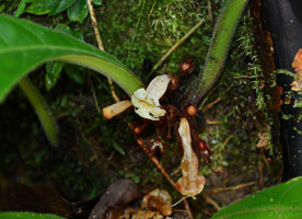 Paradrymonia ciliosa, flower detail, Presidente Figueiredo, Manaos, Amazonas, Brazil