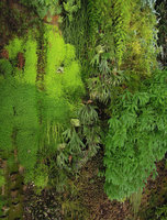 Parking Perrache, Philodendron, Soleirolia,Rhipsalis, Asparagus, Platycerium, Saxifraga, Debregeasiasix years after the plant installation, Lyon, France
