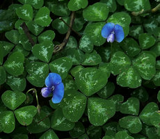 Parochetus africanus, bright blue flower and silver maculated leaf form, Zomba, Malawi