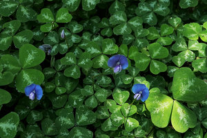 Parochetus africanus, silver maculated leaf form, Zomba, Malawi