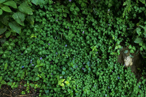 Parochetus africanus, Zomba, Malawi