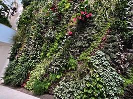 Part of the 100 species vertical garden by Patrick Blanc, Kawamura Denki, Nagoya