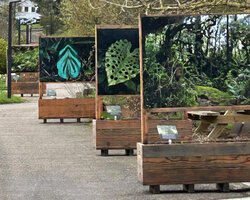 Part of the Exhibition in Nancy Botanical Garden by Patrick Blanc, Les Intrigantes de l&#039;Ombre, April 2023