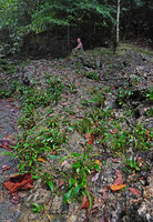 Pascal Héni behind a population of Homalomena stollei on limestone slabs of a forest stream, War Inkabom Waterfall, Batanta, Southwest Papua, May 2025