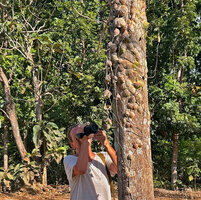 Pascal Héni filming Dischidia imbricata, epiphytic on tree trunk, Bauro, Lautem, Nino Konis Santana NP, Timor Leste, Aug. 2026