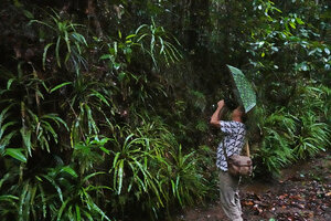 Pascal Héni filming under the rain a population of Alsophila sinuata on earth bank in forest understory, Kanneliya, Sri Lanka, Nov. 2024