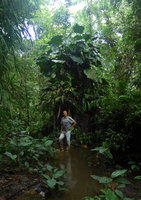 Pascal Heni in coastal swamp forest among epiphytic Philodendron and Cyclanthaceae, Arusi, Choco, Colombia, Nov. 2016