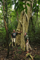 Pascal Heni, Patrick Blanc and Lagerstroemia calyculata, Cat Tien NP, Vietnam, Nov. 2019