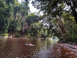 Pascal Héni swimming in the Tahan river in the green tunnel created by the huge Dipterocarpus oblongifolius bending at 45° from the river banks, Taman Negara, Malaysia