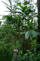 Pascal Heni under a huge Alpinia myriocratera clump, filming Patrick Blanc, Kelimutu NP, Flores, Indonesia, April 2013