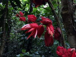 Passiflora involucrata, bright red flowers and involucral bracts edged by prominent glands, Calanoa, Leticia, Colombia