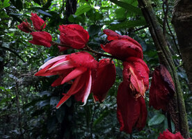 Passiflora involucrata, involucral bracts edged by prominent glands and flower, Calanoa, Leticia, Colombia