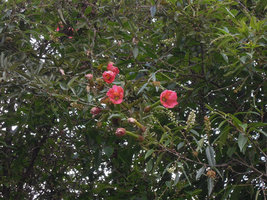 Passiflora mixta climbing on shrubs at forest edges, Manu NP, 3500 m, Peru