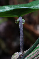 Passiflora xiikzodz, nectar droplets secreted by the glands inserted in the upper part of the petiole, Tikal, Peten, Guatemala