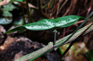 Passiflora xiikzodz, nectar secreted by the glands inserted in the upper part of the petiole, Tikal, Peten, Guatemala