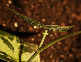 Passiflora xiikzodz with its glands inserted in the upper part of the petiole, Tikal, Peten, Guatemala