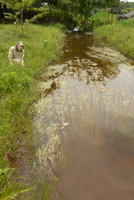 Patrick Blanc above a population of a rheophytic grass, Lagos de Menegua, Puerto Lopez, Meta, Colombia, Oct. 2016