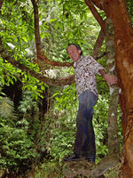 Patrick Blanc after climbing on a tree to observe the epiphytic Aeschynanthus longicaulis, Khao Sok NP, Thailand, Aug. 2006