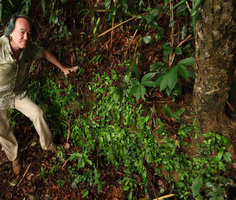 Patrick Blanc along a vertical earth bank covered by a dense population of Staurogyne sp., Bach Ma NP, 500 m asl, Hue, Vietnam, Oct.2018