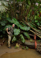 Patrick Blanc among a big leaved Rhodospatha moritziana and Heliconia curtispatha, Terco, Nuqui, Choco, Colombia, Nov. 2016