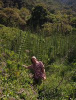 Patrick Blanc among a Equisetum giganteum population, 2000 m, Madre de Dios, Peru, Aug 2014