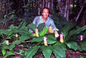 Patrick Blanc among a flowering Curcuma population, Phnom Kulen, Cambodia, May 2004