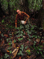 Patrick Blanc among a Geogenanthus poeppigii population, Madre de Dios, Peru, Aug 2014